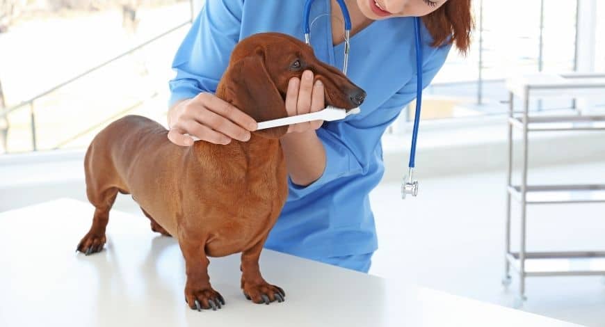 Por qué es tan importante cepillar los dientes a mi perro?